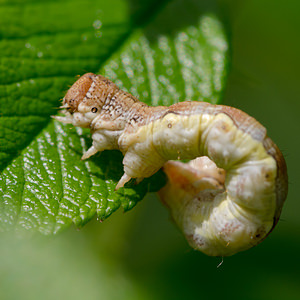 Erannis defoliaria (Geometridae)  - Hibernie défeuillante - Mottled Umber Nord [France] 02/06/2013 - 40m
