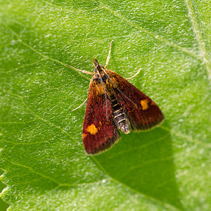 Pyrausta aurata (Crambidae)  - Pyrauste de la Menthe Nord [France] 02/06/2013 - 40m