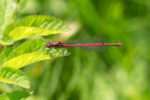 Pyrrhosoma nymphula (Coenagrionidae)  - Petite nymphe au corps de feu - Large Red Damselfly Nord [France] 02/06/2013 - 40m