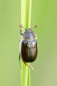 Amphimallon atrum (Scarabaeidae)  Marne [France] 07/07/2013 - 140mnoter la massue antennaire ? trois articles seulement: groupe des rhizotrogini.