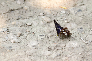 Apatura iris (Nymphalidae)  - Grand mars changeant - Purple Emperor Marne [France] 07/07/2013 - 130m