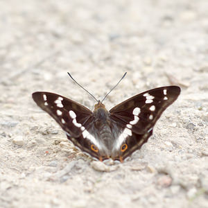 Apatura iris (Nymphalidae)  - Grand mars changeant - Purple Emperor Marne [France] 07/07/2013 - 130m