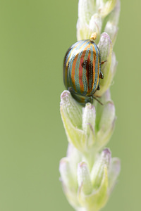 Chrysolina americana (Chrysomelidae)  - Chrysomèle du Romarin, Patriote à bandes Marne [France] 05/07/2013 - 100m