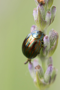 Chrysolina americana (Chrysomelidae)  - Chrysomèle du Romarin, Patriote à bandes Marne [France] 05/07/2013 - 100m