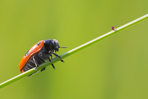 Clytra laeviuscula (Chrysomelidae)  - Clytre à grandes taches Marne [France] 07/07/2013 - 140m