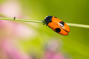 Clytra laeviuscula (Chrysomelidae)  - Clytre à grandes taches Marne [France] 07/07/2013 - 140m