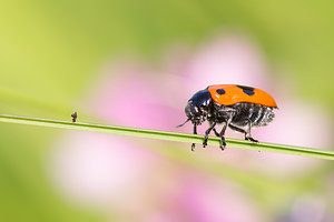 Clytra laeviuscula (Chrysomelidae)  - Clytre à grandes taches Marne [France] 07/07/2013 - 140m