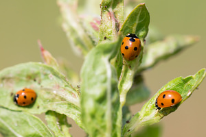 Coccinella septempunctata (Coccinellidae)  - Coccinelle à 7 points, Coccinelle, Bête à bon Dieu - Seven-spot Ladybird Nord [France] 14/07/2013 - 10m