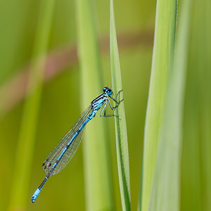Coenagrion puella (Coenagrionidae)  - Agrion jouvencelle - Azure Damselfly Nord [France] 14/07/2013