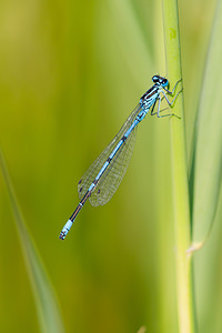 Coenagrion puella (Coenagrionidae)  - Agrion jouvencelle - Azure Damselfly Nord [France] 14/07/2013 - 10m