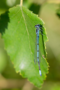 Coenagrion puella (Coenagrionidae)  - Agrion jouvencelle - Azure Damselfly Aisne [France] 28/07/2013 - 70m