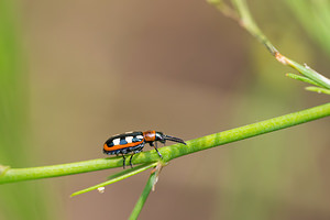 Crioceris asparagi (Chrysomelidae)  - Criocère de l'asperge , Criocère porte-croix de l'asperge - Asparagus Beetle Nord [France] 14/07/2013 - 10m