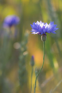 Cyanus segetum (Asteraceae)  - Bleuet des moissons, Bleuet, Barbeau - Cornflower Marne [France] 07/07/2013 - 140m