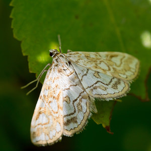 Elophila nymphaeata (Crambidae)  - Hydrocampe du Potamogéton - Brown China-mark Aisne [France] 28/07/2013 - 70m