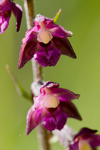 Epipactis atrorubens (Orchidaceae)  - Épipactide rouge sombre, Épipactis rouge sombre, Épipactis brun rouge, Épipactis pourpre noirâtre, Helléborine rouge - Dark-red Helleborine Marne [France] 05/07/2013 - 160m