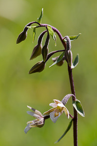 Epipactis palustris (Orchidaceae)  - Épipactis des marais - Marsh Helleborine Marne [France] 05/07/2013 - 160m