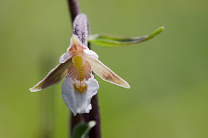 Epipactis palustris (Orchidaceae)  - Épipactis des marais - Marsh Helleborine Marne [France] 05/07/2013 - 160m