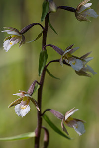 Epipactis palustris (Orchidaceae)  - Épipactis des marais - Marsh Helleborine Marne [France] 05/07/2013 - 160m