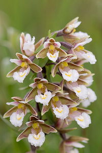 Epipactis palustris (Orchidaceae)  - Épipactis des marais - Marsh Helleborine Nord [France] 14/07/2013 - 10m