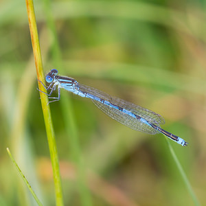 Erythromma lindenii (Coenagrionidae)  - Agrion de Vander Linden, Naïade de Vander Linden Meuse [France] 26/07/2013 - 340m