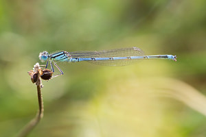 Erythromma lindenii (Coenagrionidae)  - Agrion de Vander Linden, Naïade de Vander Linden Meuse [France] 26/07/2013 - 340m