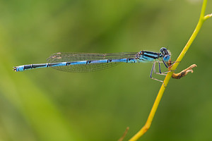 Erythromma lindenii (Coenagrionidae)  - Agrion de Vander Linden, Naïade de Vander Linden Meuse [France] 27/07/2013 - 330m