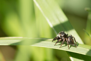 Evarcha arcuata (Salticidae)  Aisne [France] 28/07/2013 - 70m