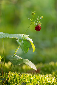 Fragaria vesca (Rosaceae)  - Fraisier sauvage, Fraisier des bois - Wild Strawberry Ardennes [France] 06/07/2013 - 160m