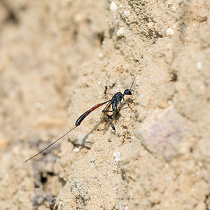 Gasteruption jaculator (Gasteruptiidae)  Marne [France] 06/07/2013 - 210m