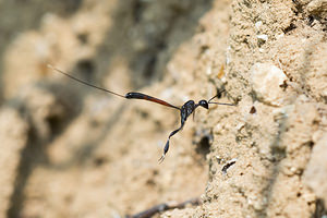 Gasteruption jaculator (Gasteruptiidae)  Marne [France] 06/07/2013 - 210ml'ichneumon utilise ses antennes pour d?tecter les nids dans lesquels il va pondre.