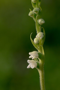 Goodyera repens (Orchidaceae)  - Goodyère rampante - Creeping Lady's-tresses [Goodyera repens] Ardennes [France] 06/07/2013 - 160m