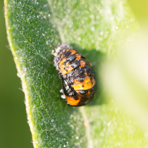 Harmonia axyridis (Coccinellidae)  - Coccinelle asiatique, Coccinelle arlequin - Harlequin ladybird, Asian ladybird, Asian ladybeetle Nord [France] 14/07/2013 - 10m