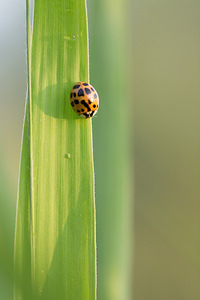 Harmonia axyridis (Coccinellidae)  - Coccinelle asiatique, Coccinelle arlequin - Harlequin ladybird, Asian ladybird, Asian ladybeetle Pas-de-Calais [France] 21/07/2013 - 40m