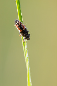 Harmonia axyridis (Coccinellidae)  - Coccinelle asiatique, Coccinelle arlequin - Harlequin ladybird, Asian ladybird, Asian ladybeetle Pas-de-Calais [France] 21/07/2013 - 40m