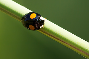 Harmonia axyridis (Coccinellidae)  - Coccinelle asiatique, Coccinelle arlequin - Harlequin ladybird, Asian ladybird, Asian ladybeetle Pas-de-Calais [France] 21/07/2013 - 40m