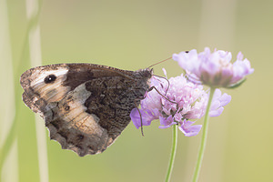 Hipparchia genava (Nymphalidae)  - Sylvandre helvète Meuse [France] 26/07/2013 - 330m