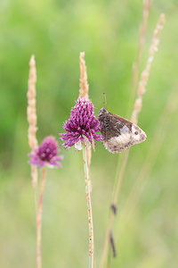 Hipparchia genava (Nymphalidae)  - Sylvandre helvète Meuse [France] 26/07/2013 - 330m