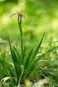 Iris foetidissima (Iridaceae)  - Iris fétide, Iris gigot, Iris puant, Glaïeul puant - Stinking Iris Marne [France] 07/07/2013 - 130m