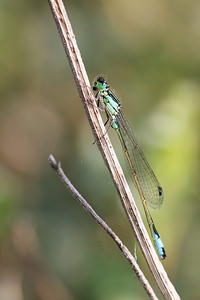 Ischnura elegans (Coenagrionidae)  - Agrion élégant - Blue-tailed Damselfly Nord [France] 14/07/2013