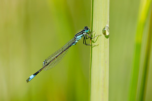 Ischnura elegans (Coenagrionidae)  - Agrion élégant - Blue-tailed Damselfly Nord [France] 14/07/2013