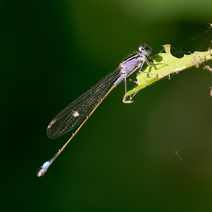 Ischnura elegans (Coenagrionidae)  - Agrion élégant - Blue-tailed Damselfly Pas-de-Calais [France] 21/07/2013 - 40mType A immature