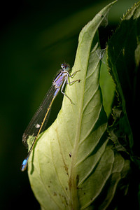 Ischnura elegans (Coenagrionidae)  - Agrion élégant - Blue-tailed Damselfly Pas-de-Calais [France] 21/07/2013 - 40mType A immature