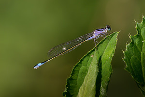 Ischnura elegans (Coenagrionidae)  - Agrion élégant - Blue-tailed Damselfly Pas-de-Calais [France] 21/07/2013 - 40mType A immature