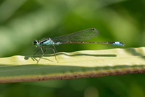 Ischnura elegans (Coenagrionidae)  - Agrion élégant - Blue-tailed Damselfly Meuse [France] 27/07/2013 - 260m