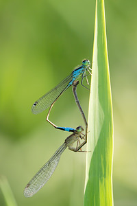 Ischnura elegans (Coenagrionidae)  - Agrion élégant - Blue-tailed Damselfly Meuse [France] 27/07/2013 - 260m