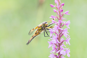 Libellula quadrimaculata (Libellulidae)  - Libellule quadrimaculée, Libellule à quatre taches - Four-spotted Chaser Marne [France] 05/07/2013 - 220m