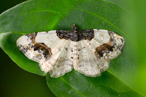 Ligdia adustata (Geometridae)  - Phalène du Fusain - Scorched Carpet Marne [France] 06/07/2013 - 110m