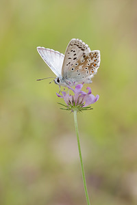 Lysandra coridon (Lycaenidae)  - Argus bleu-nacré - Chalk-hill Blue Aisne [France] 28/07/2013 - 110m