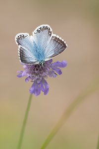 Lysandra coridon (Lycaenidae)  - Argus bleu-nacré - Chalk-hill Blue Aisne [France] 28/07/2013 - 120m