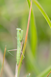 Mantis religiosa (Mantidae)  - Mante religieuse - Praying Mantis Meuse [France] 26/07/2013 - 350m